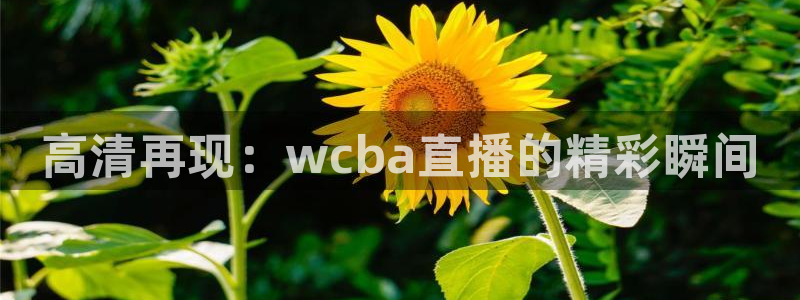 乐球nba直播：高清再现：wcba直播的精彩瞬间